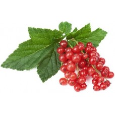 Саженцы смородины красной (3)